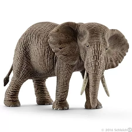 African Elephant, Female 2024