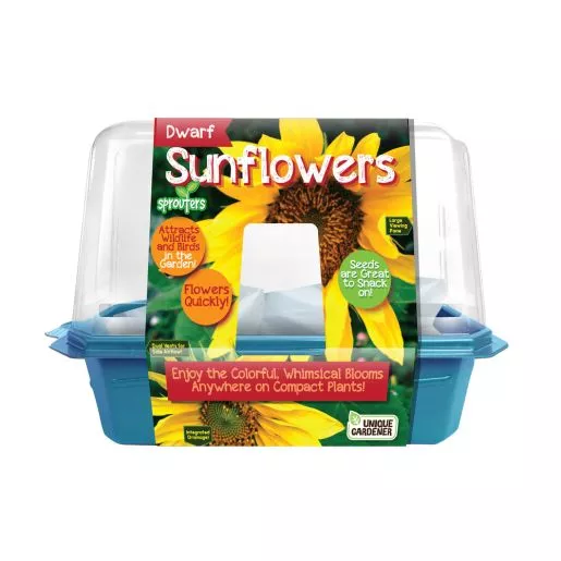 Dwarf Sunflowers