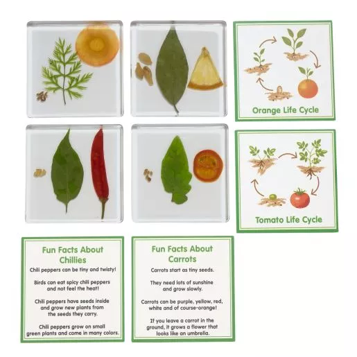Excellerations SpeciFun™ 4 Fruit + Vegetable Lifecycle Tiles & Cards